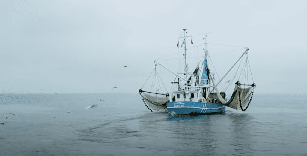 Shrimp4life - De Boer RVS